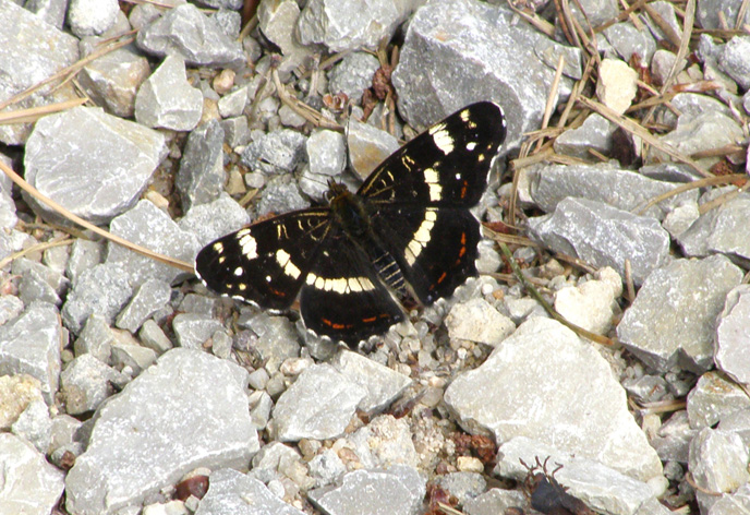 lernort-schmetterling.jpg