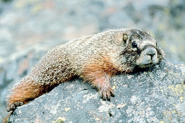 640px_Marmot_in_Grand_Teton_NP_NPS.jpg 640px_Marmot_in_Grand_Teton_NP_NPS.jpg