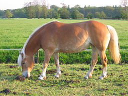 256px_Haflinger_horse_on_pasture_in_the_NetherlandsAAA.jpg 256px_Haflinger_horse_on_pasture_in_the_NetherlandsAAA.jpg