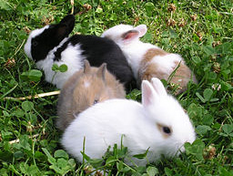 256px_Junge_Kaninchen_2AAA.jpg 256px_Junge_Kaninchen_2AAA.jpg