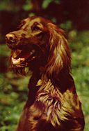 Irish_Setter.jpg Irish_Setter.jpg
