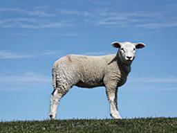 Lsg_westerhever_schafe_2AAA.jpg Lsg_westerhever_schafe_2AAA.jpg