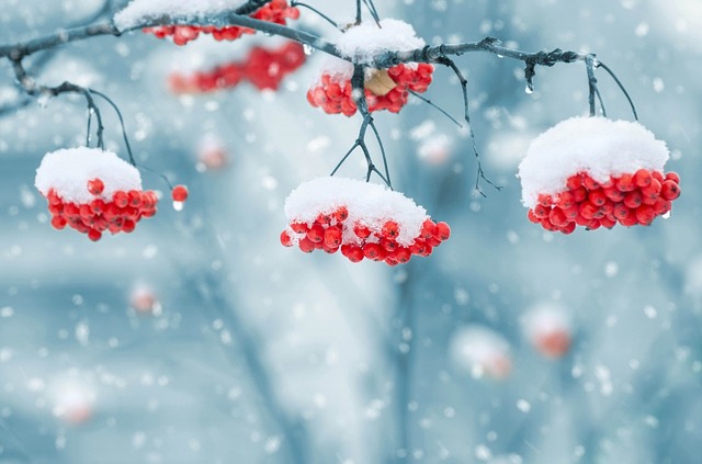 snow_on_berries_1379880_640.jpg snow_on_berries_1379880_640.jpg